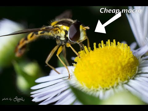 HOW MACRO CAN YOU GO ? (less than 50$ ) macro extension tube.