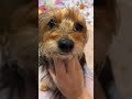 YORKIE Available for Adoption