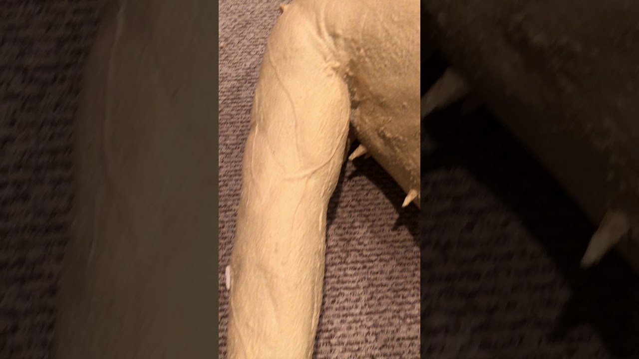 wolf predator dried latex