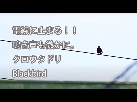 【電線に止まる！！鳴き声も微かに。】クロウタドリ Blackbird