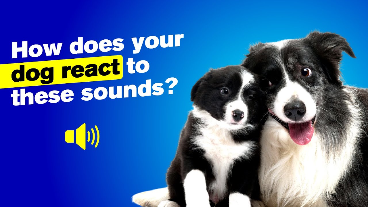 Dog Sounds Science How Does Your DOG REACT To These Sounds? 🐶 - YouTube