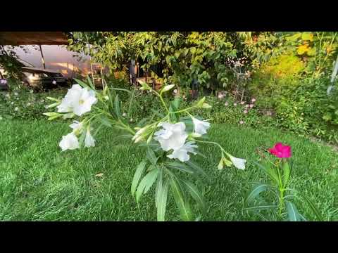 Видео: Как да отглеждаме нежни цветя от олеандър?