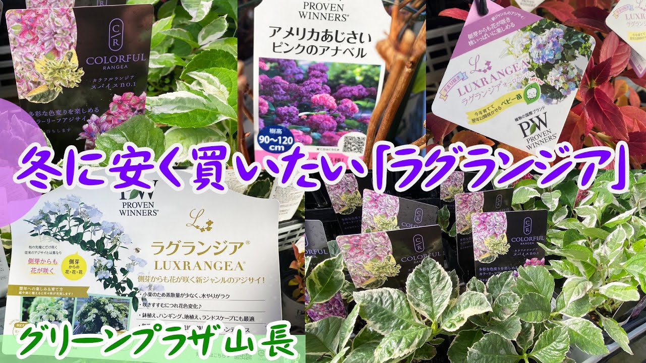 進化系アジサイ】PW『ラグランジア』をベビー苗から育てよう／数々の賞