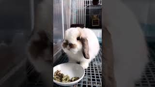 🐰😍 Hilarious Chaos With Lop Eared Rabbit Babies   Cute & Confusing Moments! 😂🐇 #Rabbitlove