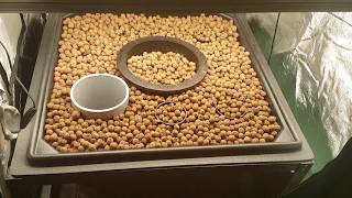 Growing organic cannabis with aquaponics