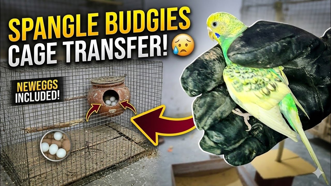 Spangle Budgies Ke pair ko Cage Me transfer Karna pdha 😥