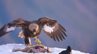 Golden Eagle