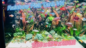 Bể Cá Cầu Vồng Layout Vách Rừng - Xuan Thang