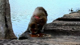 Omg Monkey Julio Got Big Injured On His Back Look Very Hurt , How Hurt ???