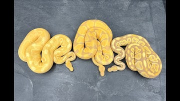 Want to see some Ball Python Morphs that look better as adults?  Toffino and Toffee combos!