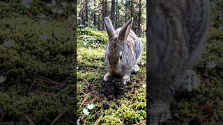 Cute Bunny in Forest 🌿🐰 | Nature’s Peaceful Moment #animalshorts  #nature #viralshorts #ytshorts