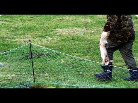 Creative Rabbit Trap Using Net - YouTube