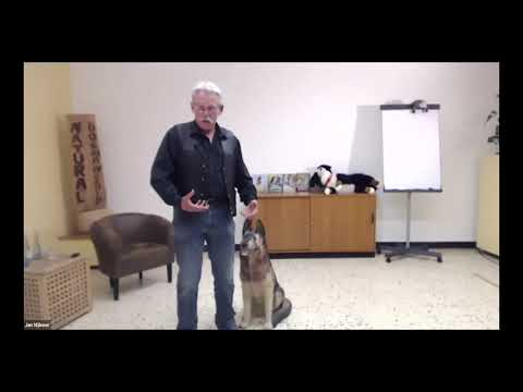 Video: Bedeutet „positives“Hundetraining keine Konsequenzen?