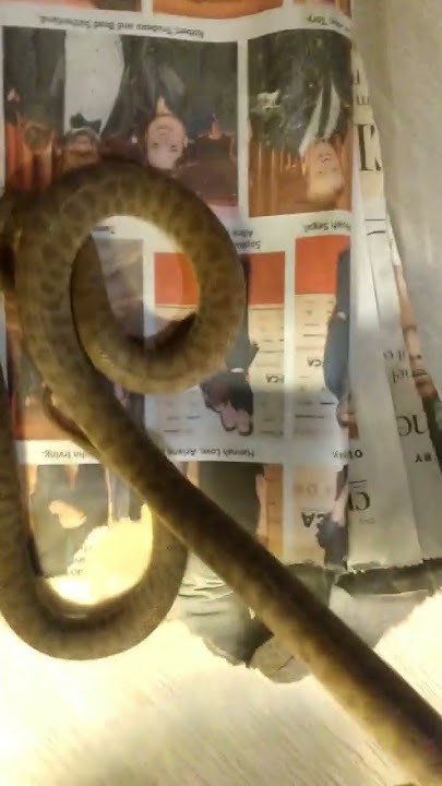 children python - YouTube