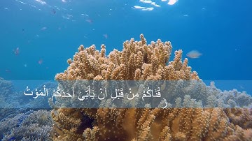 آية من سورة المنافقون تلاوة مبكية للشيخ القارئ