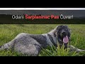 🐕 Šarplaninac Pas Čuvar – Slike I Karakteristike Šarplaninca!