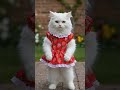 Kitten Dance ♥️ Cute Cats #Meowvs #aicat #dance