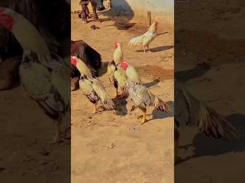 میانوالی اسیل مرغے  