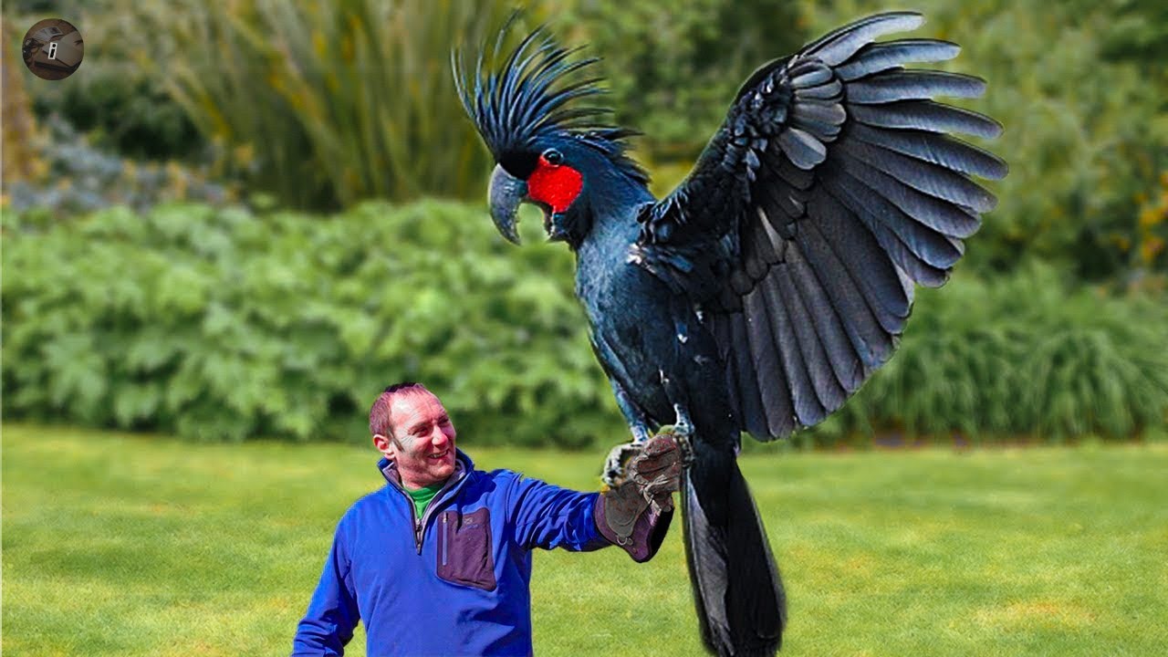 10 Most EXPENSIVE Parrots | Hyacinth Macaw, Black Palm cockatoo etc ( Worlds largest parrots)