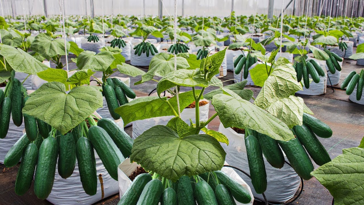 How To Grow 69 Millions Of Cucumbers In Greenhouse And Harvest   Modern Agriculture Technology