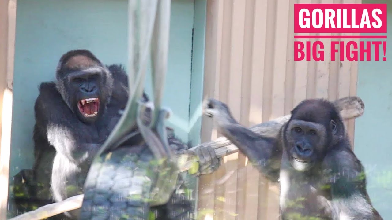 Gorillas Big Fight‼️ | Young Male Gorilla Using A Weapon To His