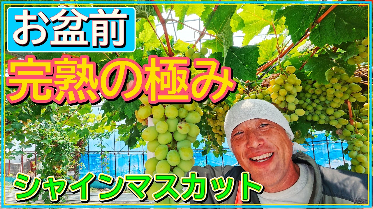 Overloaded Shine Muscat Harvest: Yellow Grapes Are Pure Sugar Overloaded Shine Muscat Harvest: Yellow Grapes Are Pure Sugar