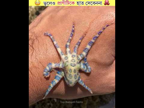 ভুলেও প্রাণীটিকে হাত দেবেননা🐙Never Touch This Animal😱| #shorts #shortsfeed #animals