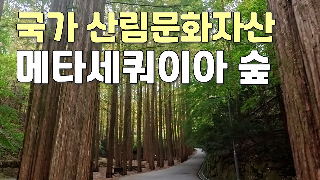 국가 산림문화자산인 메타세쿼이아 숲_ 장태산 자연휴양림 | 대중교통 당일치기 여행 | 걷기 중독자의 지구 일주 | TravelKorea
