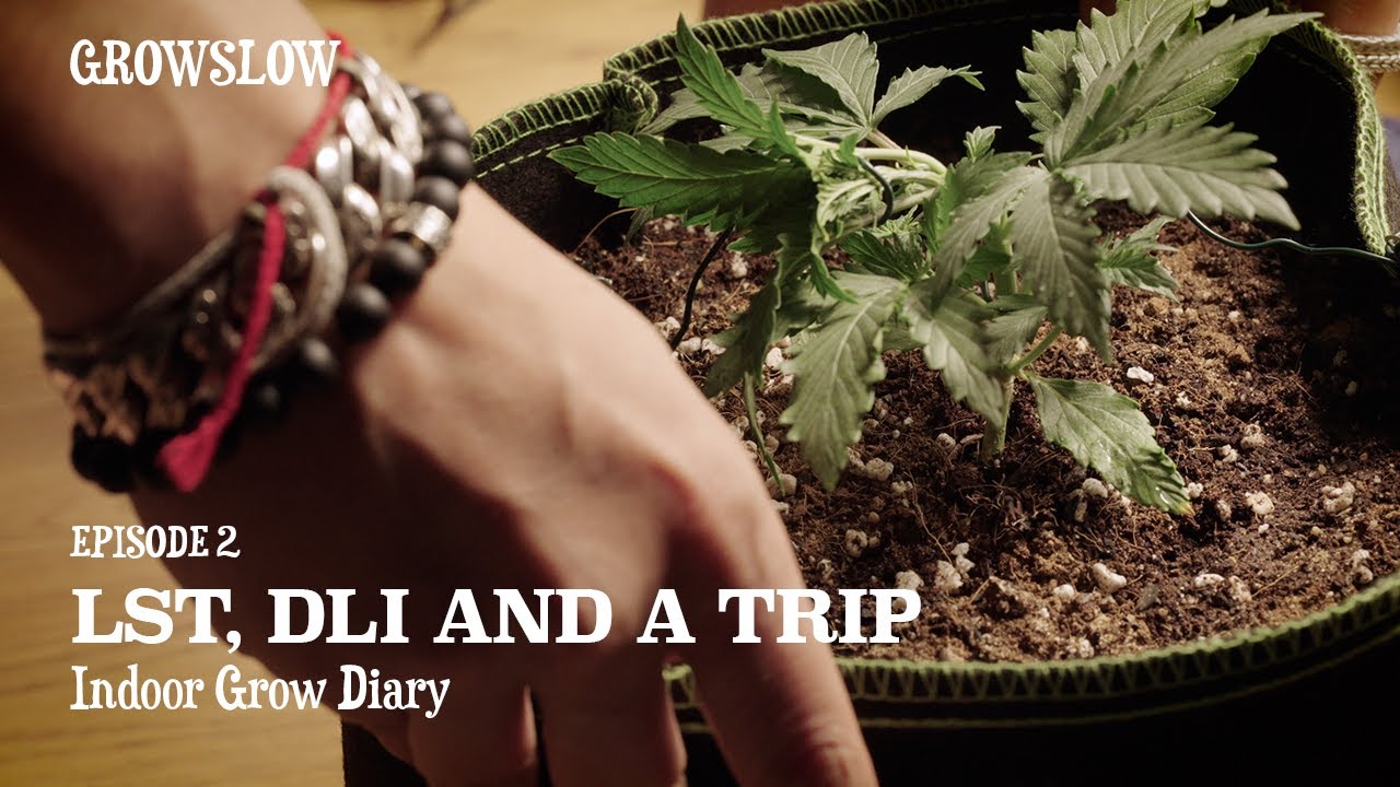 First Time Indoor Grow Journal | Ep. 2 | LST, DLI and a Trip | 4K