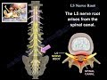 L5 Nerve Root Everything You Need To Know Dr Nabil Ebraheim L5 Nerve Root Everything You Need To Know Dr Nabil Ebraheim