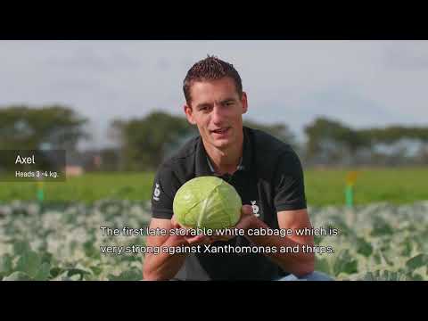 Video: Review Of The Best Varieties Of White Cabbage From TM "Agrouspech"