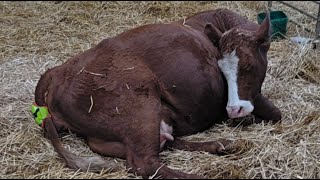 Cow calving- Livestream 🔴