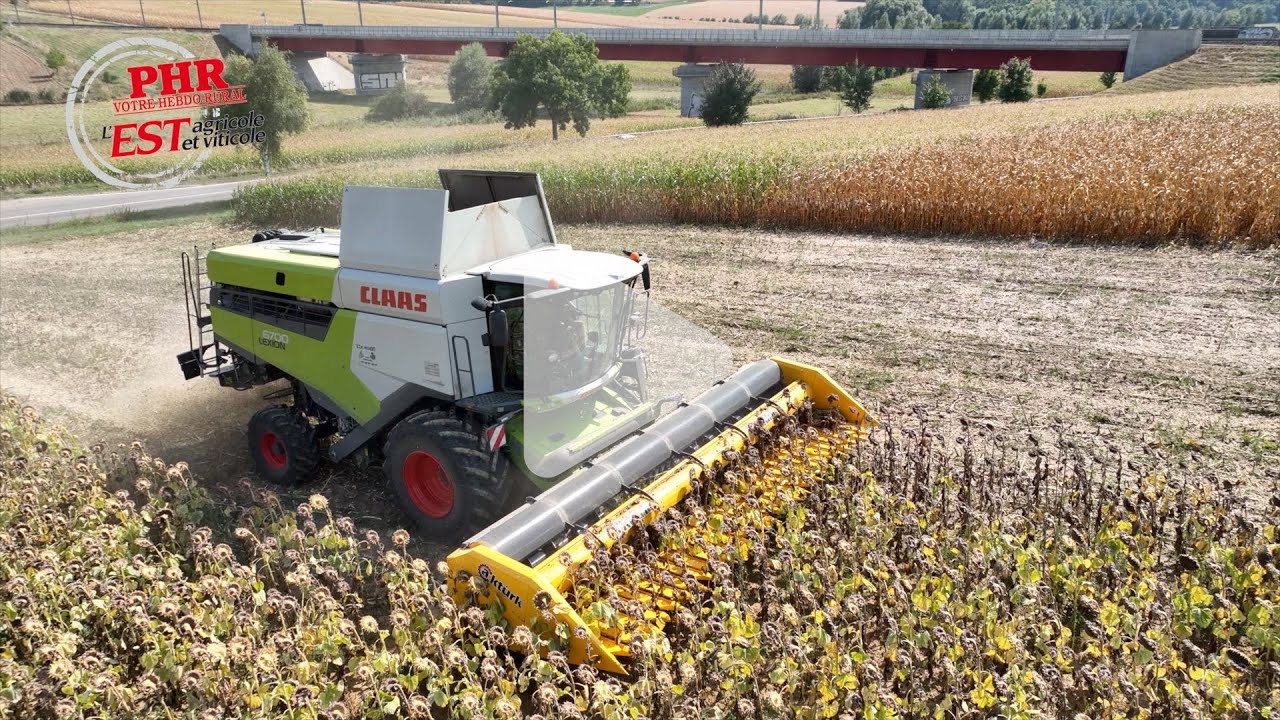 Le tournesol, une culture aux multiples vertus