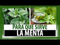 PARA QUE SIRVE LA MENTA | PROPIEDADES CURATIVAS DE LA MENTA
