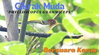 Bersuara Keras | Burung Cikrak Muda