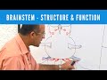 Brainstem - Structure & Function - Neuroanatomy