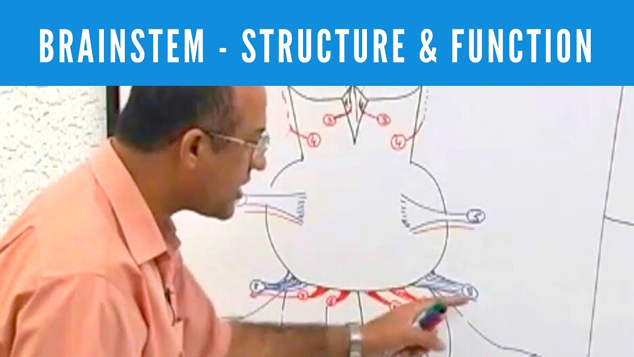 Brainstem  Structure and Function  Neuroanatomy