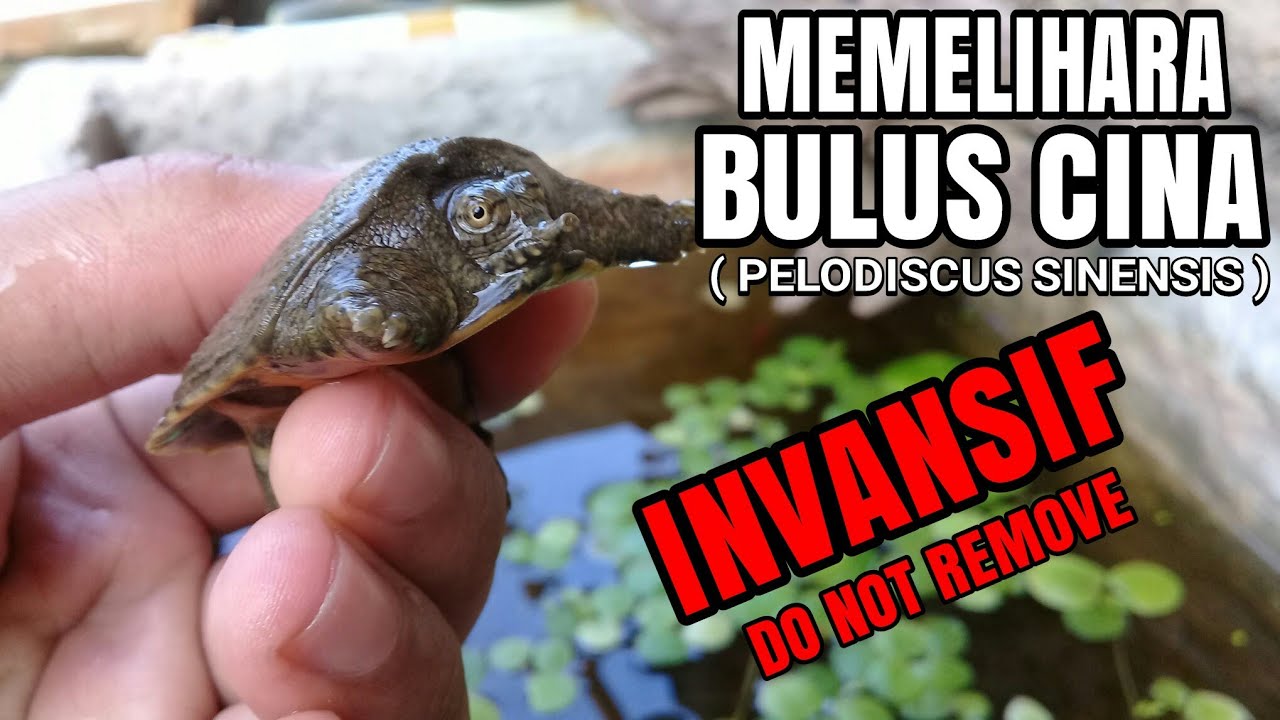 Memelihara softshell turtle Invasif (Bulus Cina/Pelodiscus sinensis ...