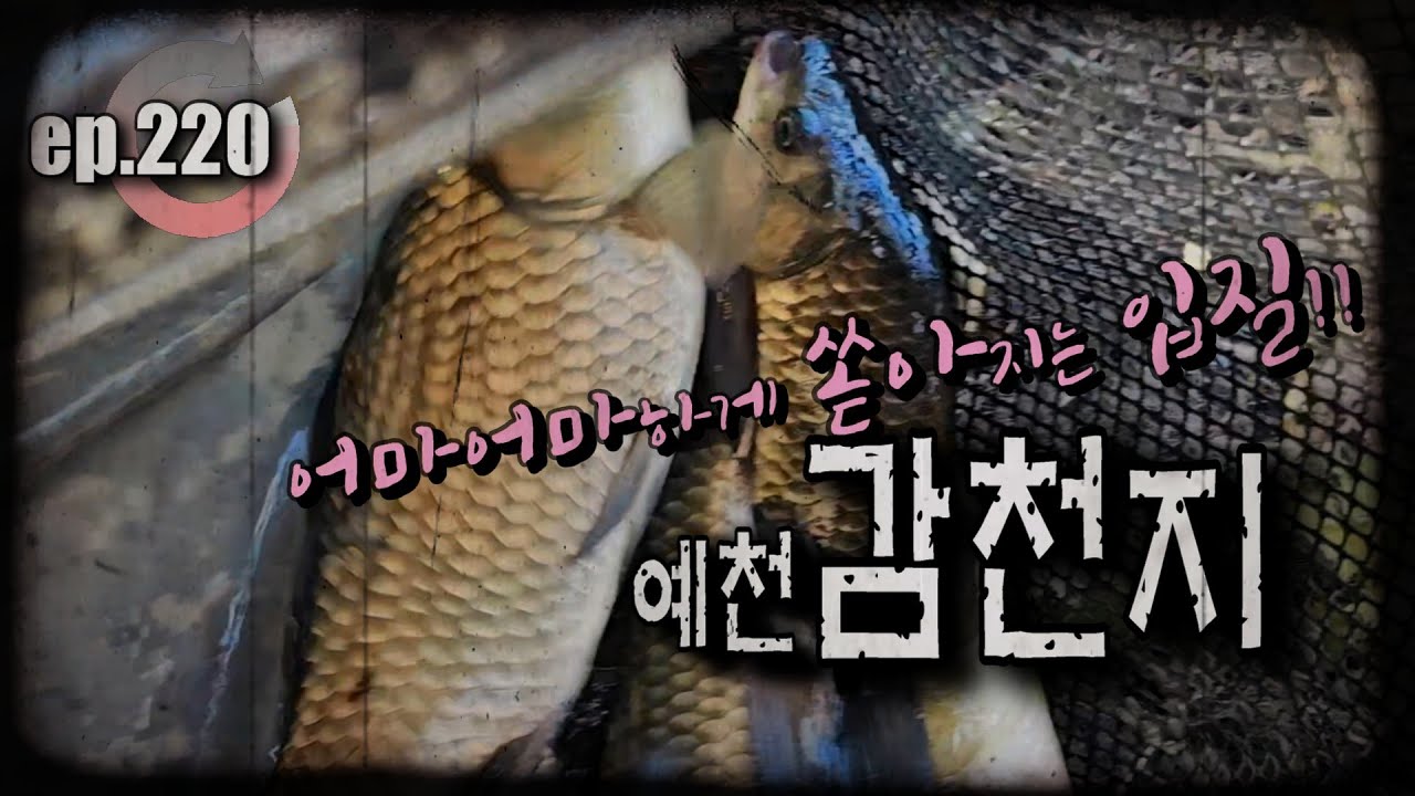 [ep.220] 광복절 연휴에 폭풍처럼 쏟아지는 입질, 예천 감천지 #감천지 #감천저수지