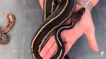 Blackheads! Some CRAZY combos from this awesome mutation! - Morphs 101 Special