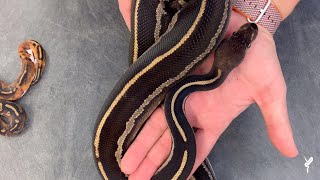 Blackheads! Some CRAZY combos from this awesome mutation! - Morphs 101 Special