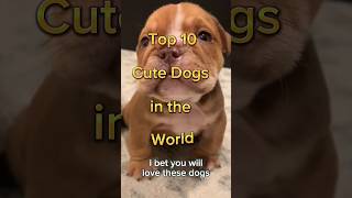 Top 10 cute dogs in the world | दुनिया के 10 सबसे प्यारे कुत्ते | #shorts #dog #cute screenshot 1