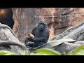 gorilla Sumomo's daily life.771