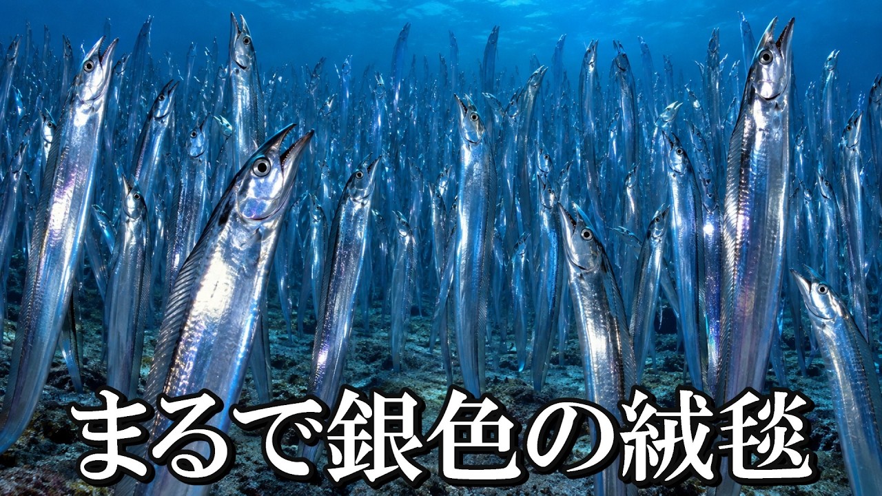 ⬛︎Igurei Cutlass fish TENYA CFT-66M-B Explosive Haul with Cutlassfish Tenya!] What Is Happening on the