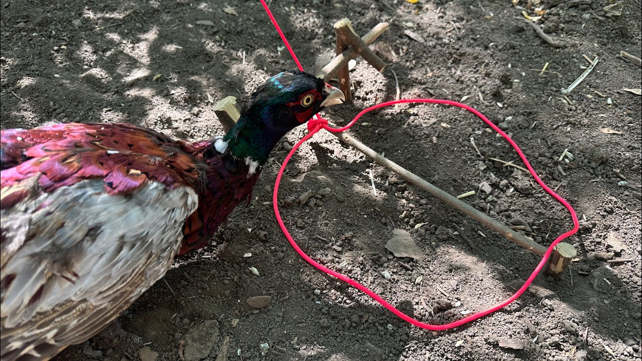 Как Работает Подъемная Петля, Ловушка на Фазана, Easy Bird Trap