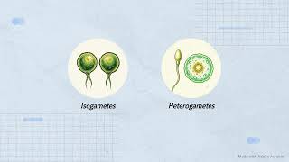 Reproduction in organisms 
