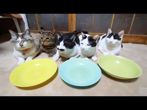 猫ずのおしょくじ　 210117