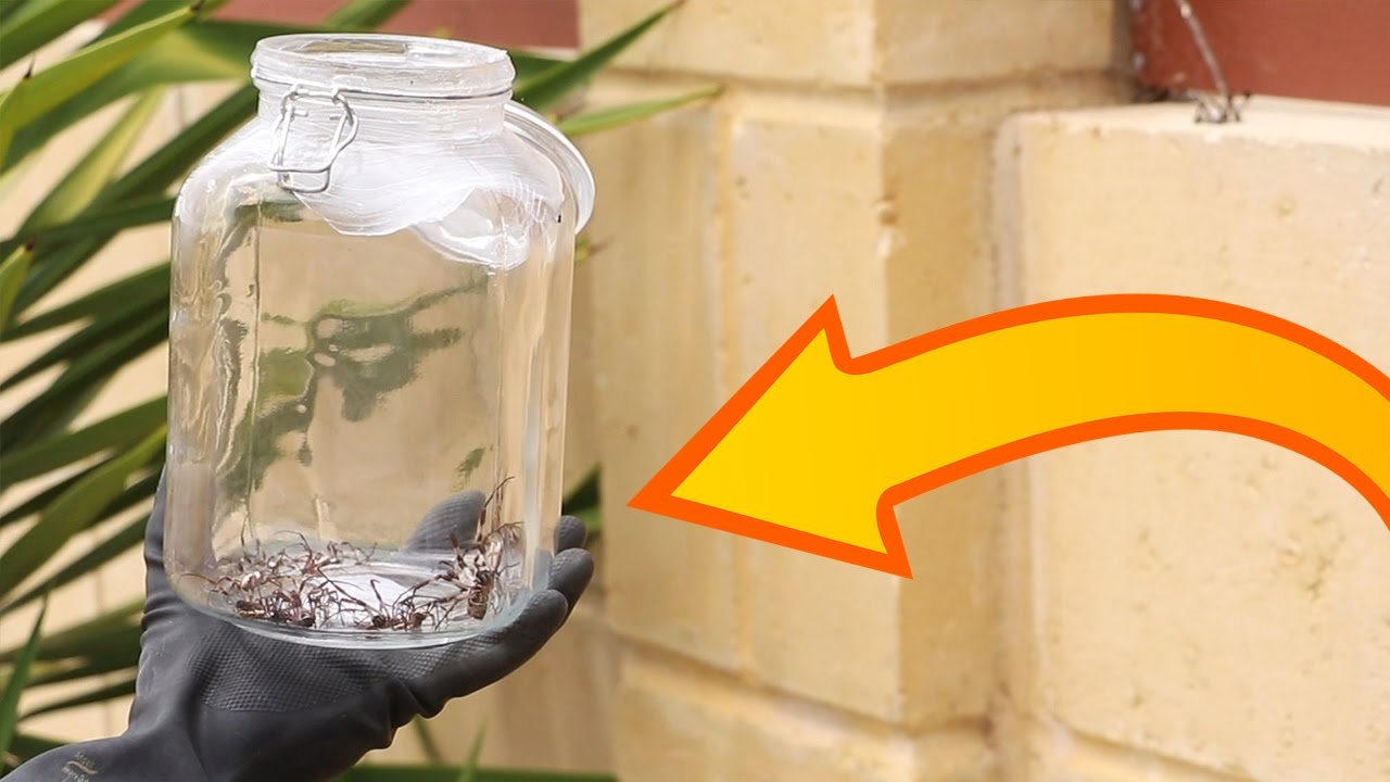 Do not come to Australia...