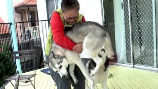 Wolfie the Husky meets Human Mum again after 2 YEARS!