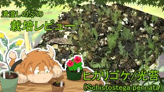 【栽培レビュー】ヒカリゴケの育て方【清澄しのぶ】